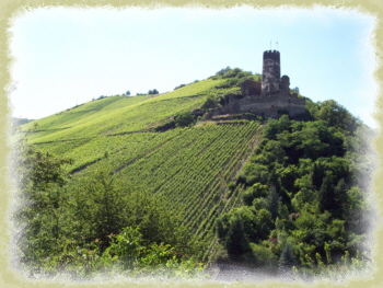 Burgruine Frstenberg inmitten Weinberge