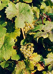 Riesling Traube