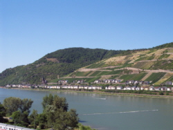 Blick auf den Rhein